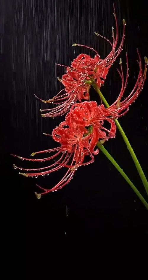 彼岸花的花语，彼岸花的传说，彼岸花的花语,彼岸花的传说是什么-第2张图片-优品飞百科