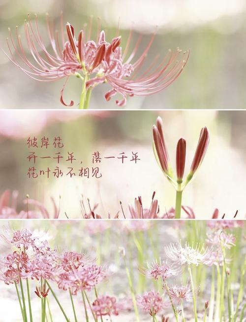 彼岸花的花语，彼岸花的传说，彼岸花的花语,彼岸花的传说是什么-第3张图片-优品飞百科