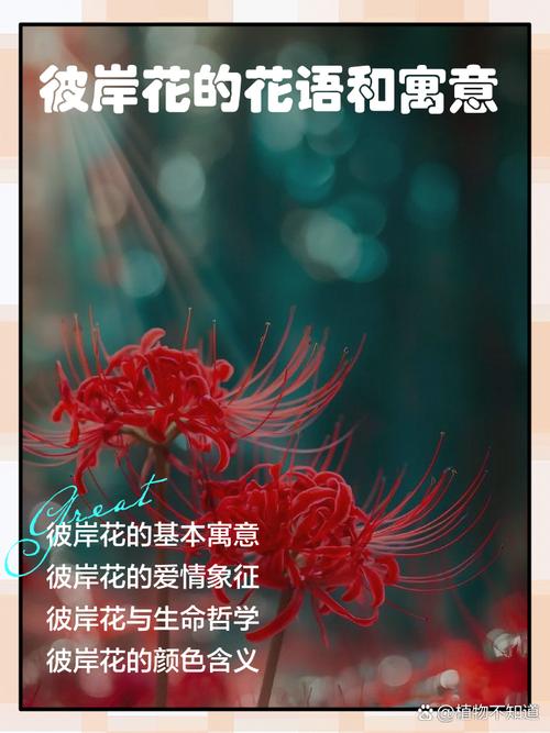 彼岸花的花语，彼岸花的传说，彼岸花的花语,彼岸花的传说是什么-第4张图片-优品飞百科