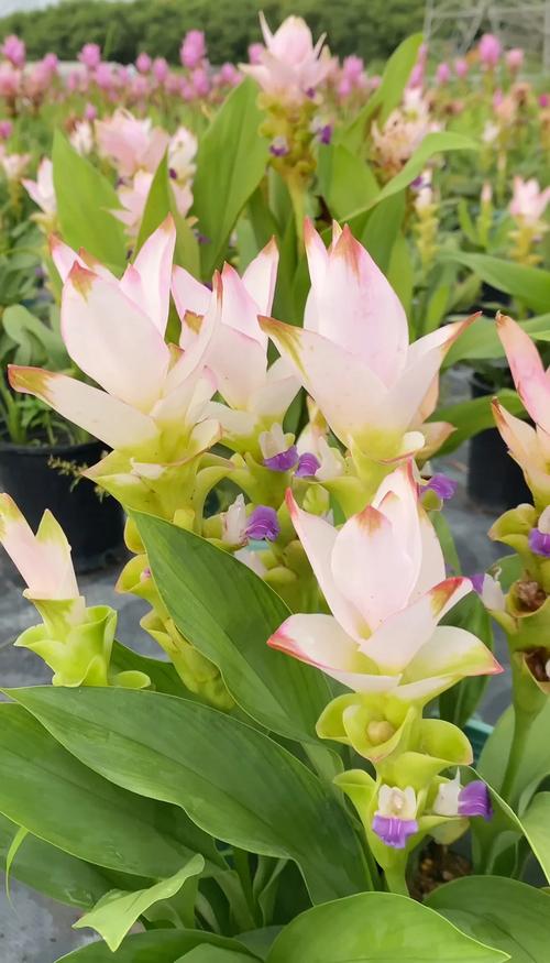 姜荷花有毒吗??姜荷花有毒吗好养吗?-第2张图片-优品飞百科 姜荷花有毒吗??姜荷花有毒吗好养吗?-第2张图片-优品飞百科