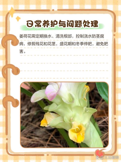 姜荷花有毒吗??姜荷花有毒吗好养吗?-第3张图片-优品飞百科 姜荷花有毒吗??姜荷花有毒吗好养吗?-第3张图片-优品飞百科