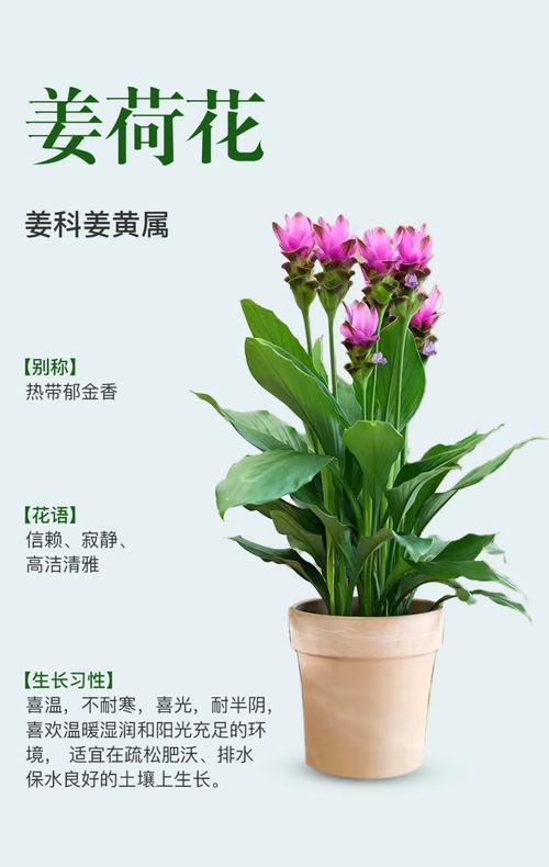 姜荷花有毒吗??姜荷花有毒吗好养吗?-第4张图片-优品飞百科 姜荷花有毒吗??姜荷花有毒吗好养吗?-第4张图片-优品飞百科