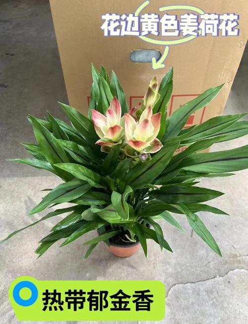 姜荷花有毒吗??姜荷花有毒吗好养吗?-第5张图片-优品飞百科 姜荷花有毒吗??姜荷花有毒吗好养吗?-第5张图片-优品飞百科