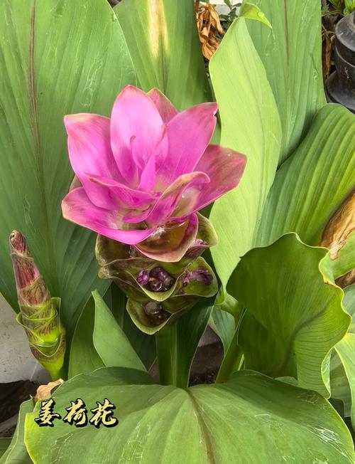 姜荷花有毒吗??姜荷花有毒吗好养吗?-第6张图片-优品飞百科 姜荷花有毒吗??姜荷花有毒吗好养吗?-第6张图片-优品飞百科