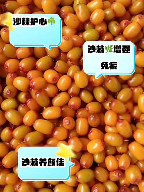 沙棘果多少钱一斤，沙棘的副作用？沙棘多少钱一斤怎么吃?？-第1张图片-优品飞百科