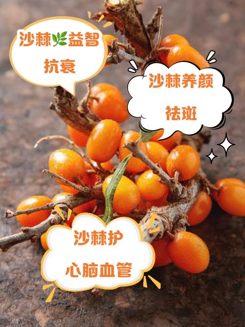 沙棘果多少钱一斤，沙棘的副作用？沙棘多少钱一斤怎么吃?？-第3张图片-优品飞百科
