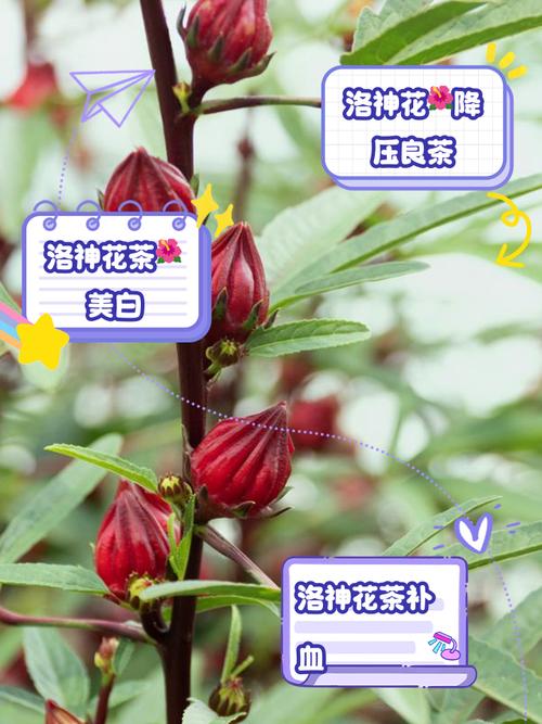 洛神花泡水喝的功效，洛神花茶可以减肥吗，洛神花茶有什么功能？-第3张图片-优品飞百科