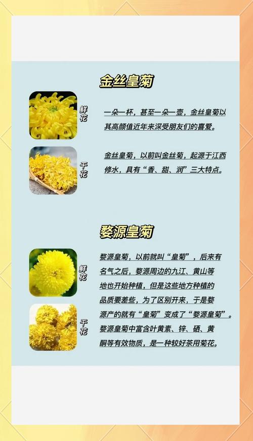 菊花茶的功效与作用，菊花茶的功效与作用泡水喝的功效-第4张图片-优品飞百科