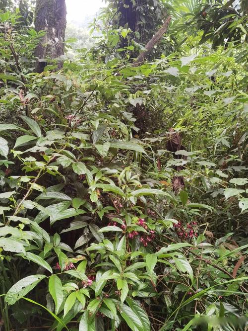 鸡血藤的花语花事，鸡血藤是什么树？-第1张图片-优品飞百科