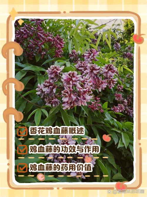 鸡血藤的花语花事，鸡血藤是什么树？-第2张图片-优品飞百科