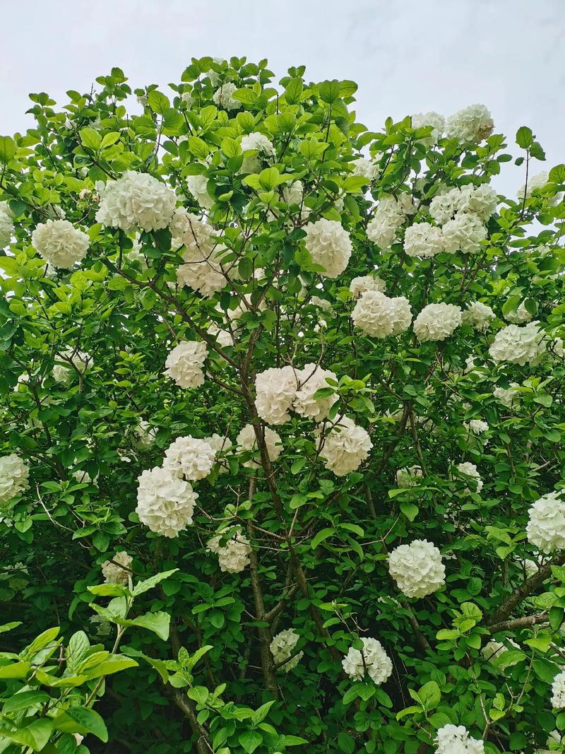 鸡血藤的花语花事，鸡血藤是什么树？-第4张图片-优品飞百科