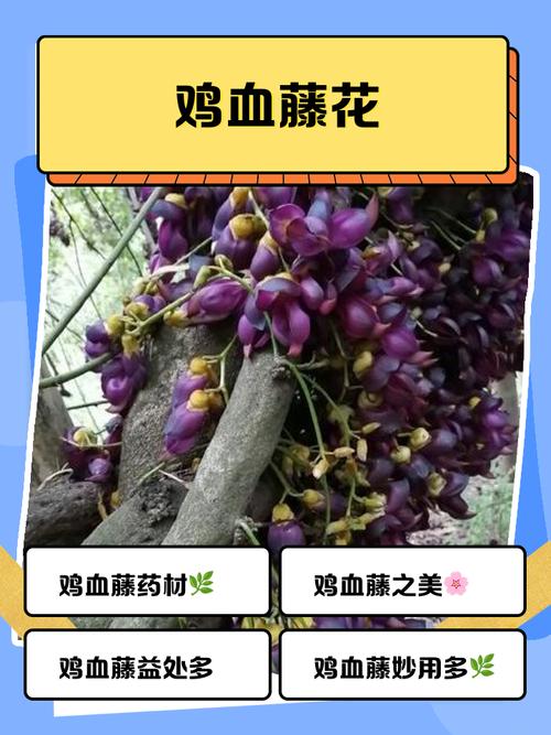 鸡血藤的花语花事，鸡血藤是什么树？-第6张图片-优品飞百科