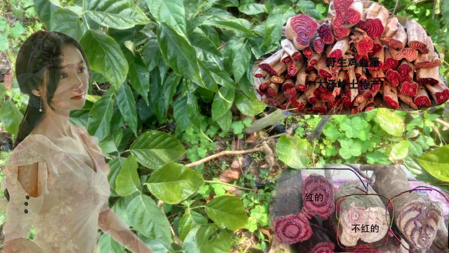 鸡血藤的花语花事，鸡血藤是什么树？-第7张图片-优品飞百科