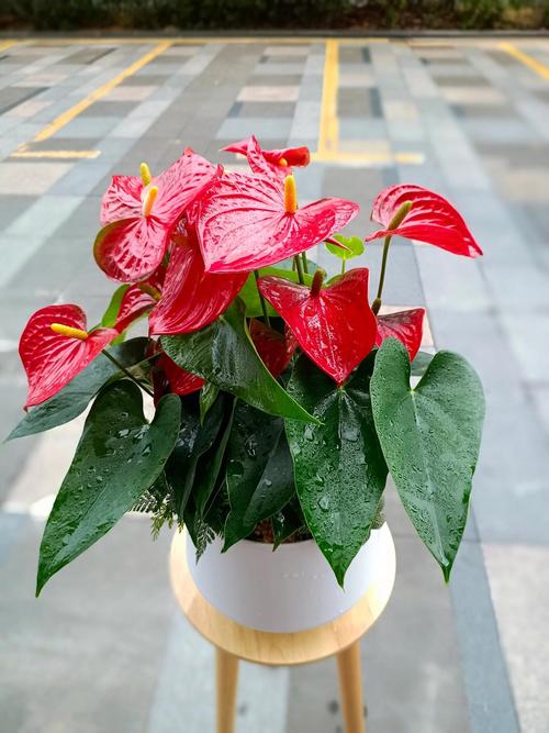 鸡血藤的花语花事，鸡血藤是什么树？-第8张图片-优品飞百科