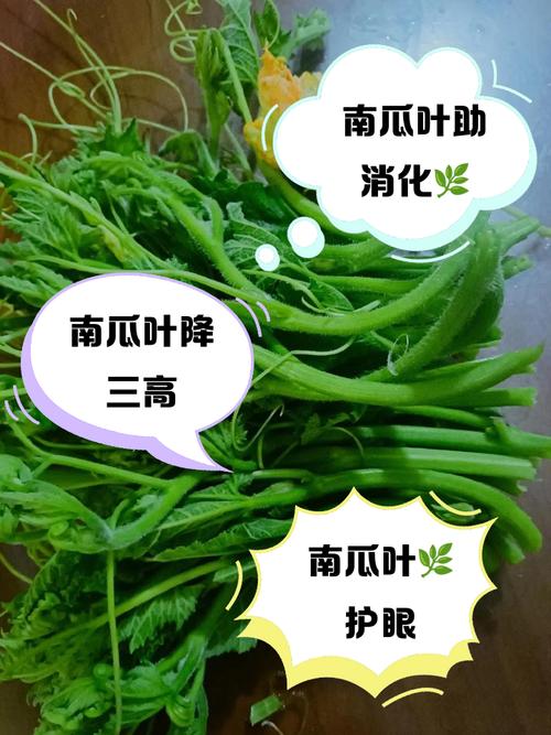 南瓜叶能吃吗，南瓜叶的功效与作用介绍？南瓜叶的药用价值和营养价值？-第1张图片-优品飞百科