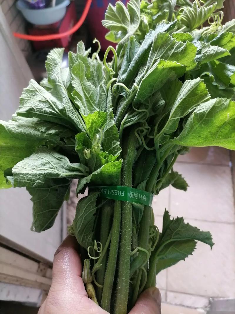 南瓜叶能吃吗，南瓜叶的功效与作用介绍？南瓜叶的药用价值和营养价值？-第3张图片-优品飞百科