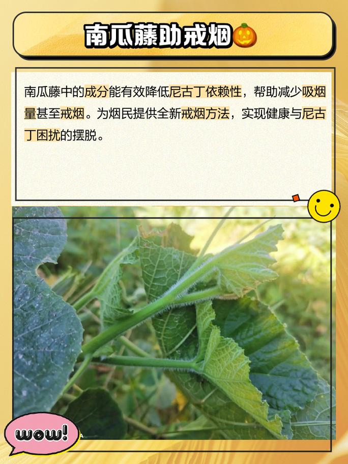 南瓜叶能吃吗，南瓜叶的功效与作用介绍？南瓜叶的药用价值和营养价值？-第4张图片-优品飞百科
