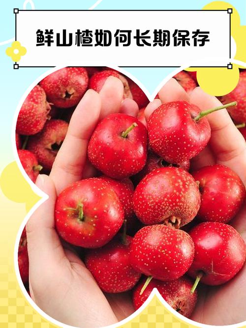 山楂怎么保存不烂，山楂腐烂后还能吃吗？山楂吃不完怎么保存？-第4张图片-优品飞百科