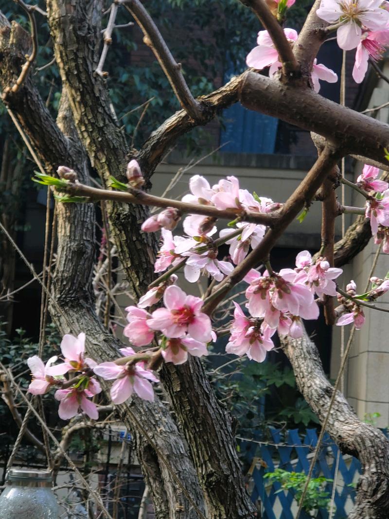 院里有桃树是吉是凶，桃树镇宅还是招鬼？-第1张图片-优品飞百科