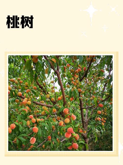 院里有桃树是吉是凶，桃树镇宅还是招鬼？-第2张图片-优品飞百科