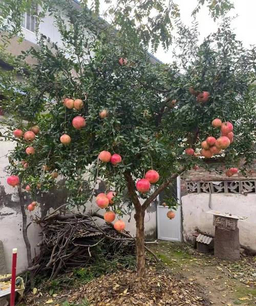 院里有桃树是吉是凶，桃树镇宅还是招鬼？-第3张图片-优品飞百科