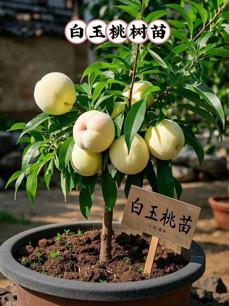 院里有桃树是吉是凶，桃树镇宅还是招鬼？-第6张图片-优品飞百科