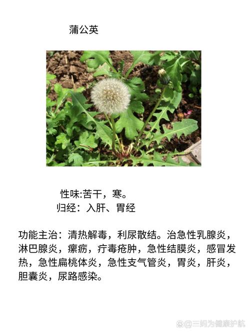 蒲公英的功效与作用（药用蒲公英），蒲公英的功效与作用禁忌与副作用有哪些-第1张图片-优品飞百科