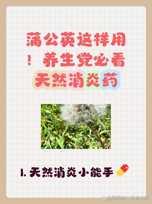 蒲公英的功效与作用（药用蒲公英），蒲公英的功效与作用禁忌与副作用有哪些-第4张图片-优品飞百科