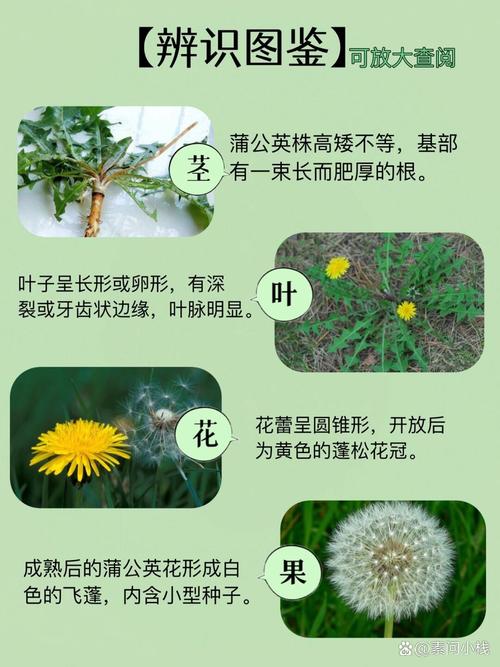 蒲公英的功效与作用（药用蒲公英），蒲公英的功效与作用禁忌与副作用有哪些-第6张图片-优品飞百科