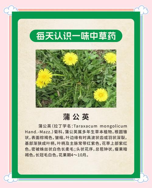 蒲公英的功效与作用（药用蒲公英），蒲公英的功效与作用禁忌与副作用有哪些-第7张图片-优品飞百科