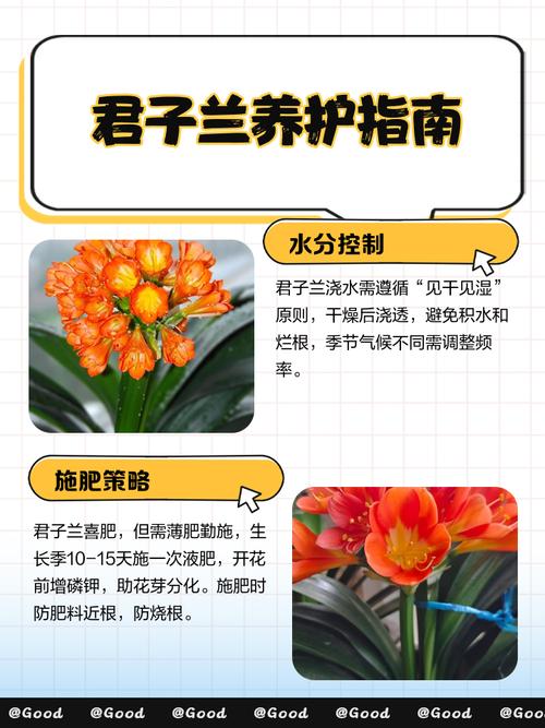 君子兰好养吗，君子兰的养殖方法，君子兰很好养-第1张图片-优品飞百科