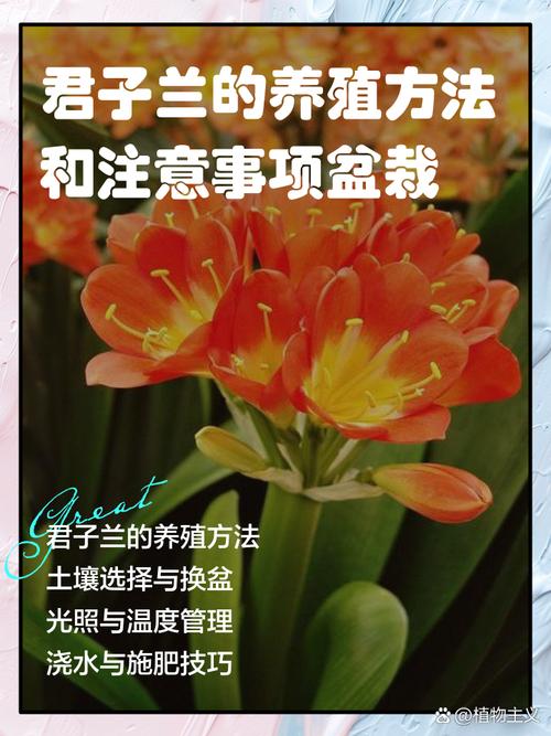 君子兰好养吗，君子兰的养殖方法，君子兰很好养-第2张图片-优品飞百科