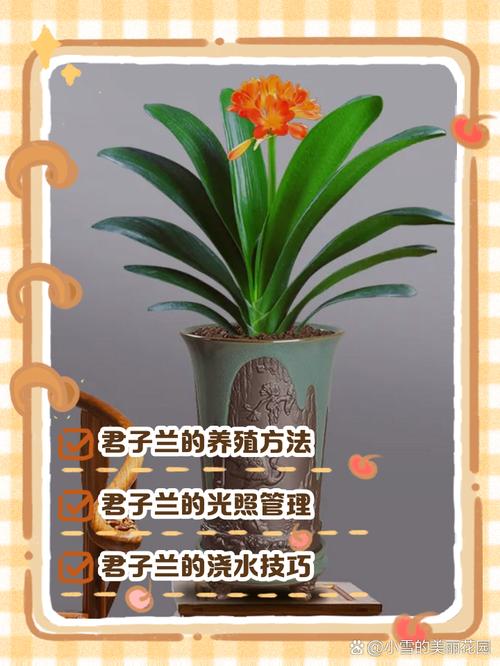 君子兰好养吗，君子兰的养殖方法，君子兰很好养-第3张图片-优品飞百科