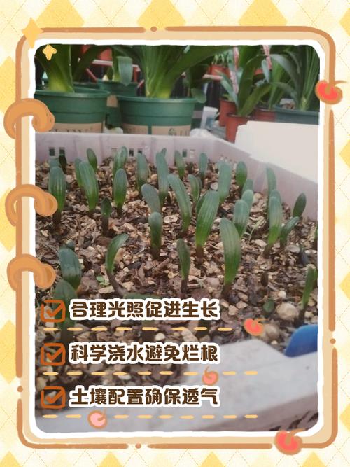 君子兰好养吗，君子兰的养殖方法，君子兰很好养-第4张图片-优品飞百科