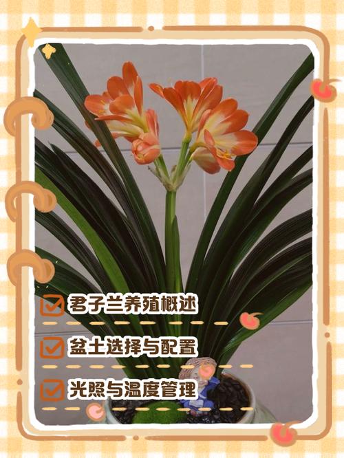 君子兰好养吗，君子兰的养殖方法，君子兰很好养-第5张图片-优品飞百科