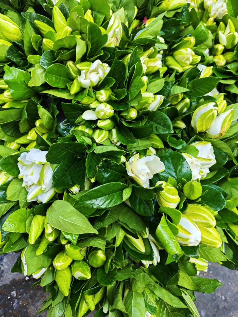 端午节送什么花好,端午节适合送花?-第1张图片-优品飞百科 端午节送什么花好,端午节适合送花?-第1张图片-优品飞百科