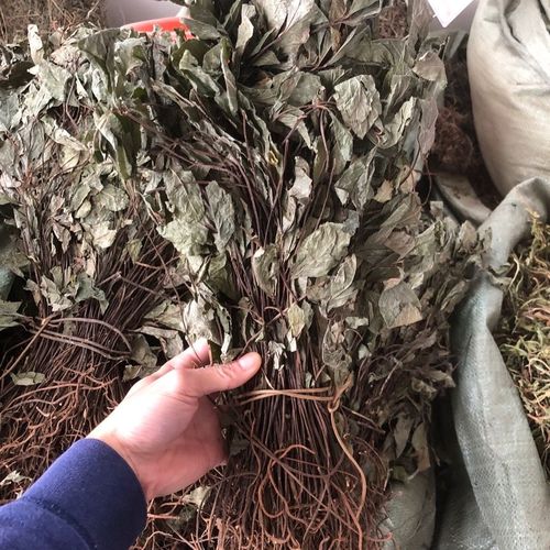 紫金牛的功效与作用，紫金牛的功效与作用主治配方？-第1张图片-优品飞百科