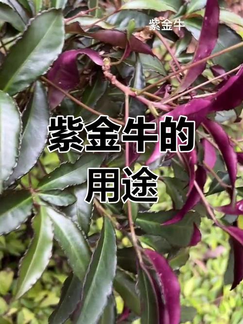 紫金牛的功效与作用，紫金牛的功效与作用主治配方？-第2张图片-优品飞百科