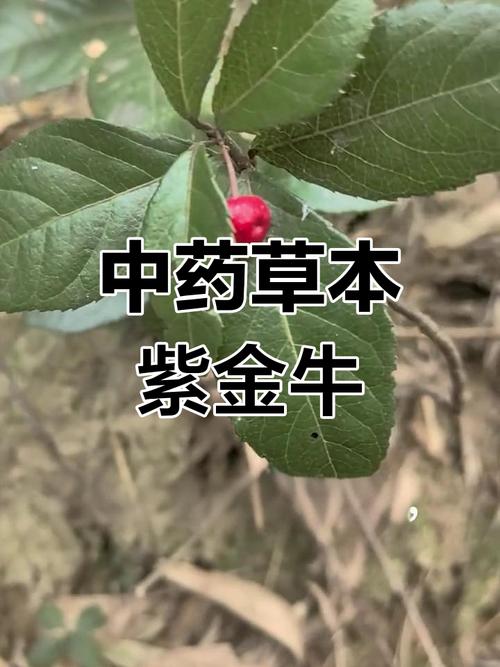 紫金牛的功效与作用，紫金牛的功效与作用主治配方？-第3张图片-优品飞百科