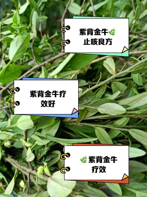 紫金牛的功效与作用，紫金牛的功效与作用主治配方？-第4张图片-优品飞百科