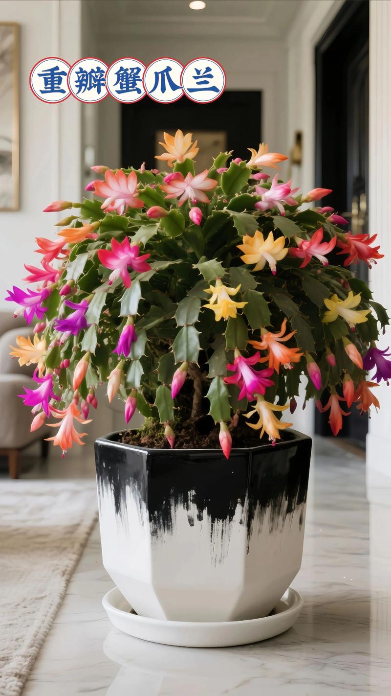 蟹爪兰可以放在卧室吗？蟹爪兰可不可以放在卧室？-第5张图片-优品飞百科