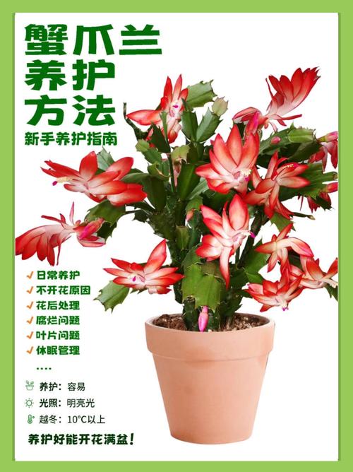 蟹爪兰可以放在卧室吗？蟹爪兰可不可以放在卧室？-第6张图片-优品飞百科