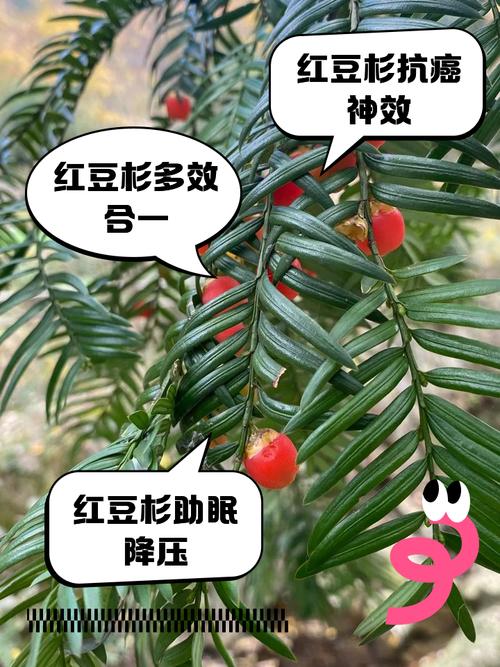 红豆杉的药用功效和使用方法，使用有什么禁忌，红豆杉的药用功效和怎么吃-第2张图片-优品飞百科