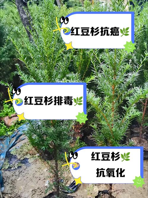 红豆杉的药用功效和使用方法，使用有什么禁忌，红豆杉的药用功效和怎么吃-第5张图片-优品飞百科
