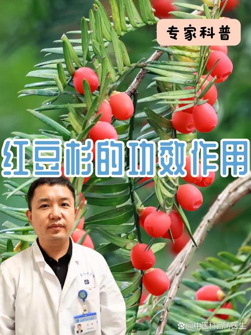 红豆杉的药用功效和使用方法，使用有什么禁忌，红豆杉的药用功效和怎么吃-第6张图片-优品飞百科