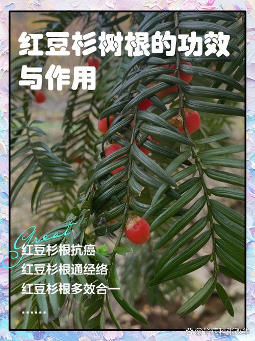 红豆杉的药用功效和使用方法，使用有什么禁忌，红豆杉的药用功效和怎么吃-第7张图片-优品飞百科