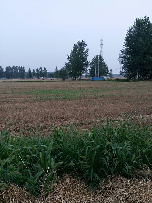 淮阳天气预报15天，淮阳天气预报15天查询结果表-第7张图片-优品飞百科