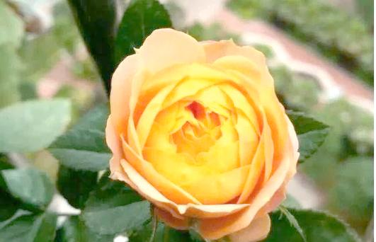 孝感适合养什么花，市花和市树是什么，湖北孝感适合种什么花-第1张图片-优品飞百科