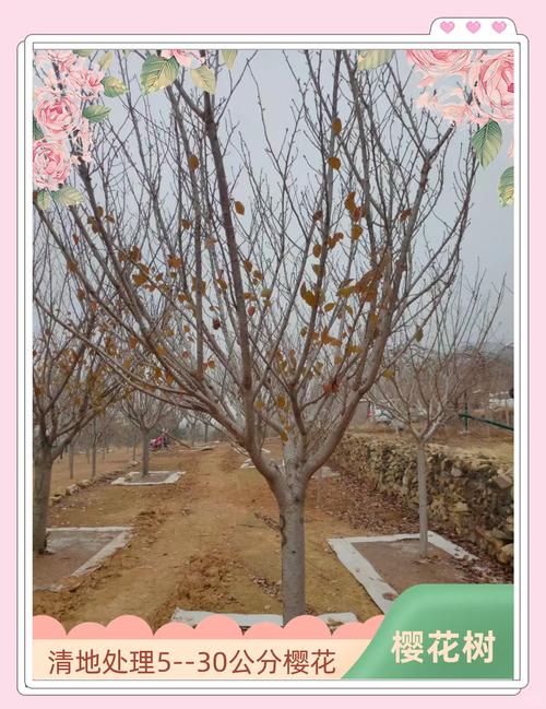 孝感适合养什么花，市花和市树是什么，湖北孝感适合种什么花-第3张图片-优品飞百科