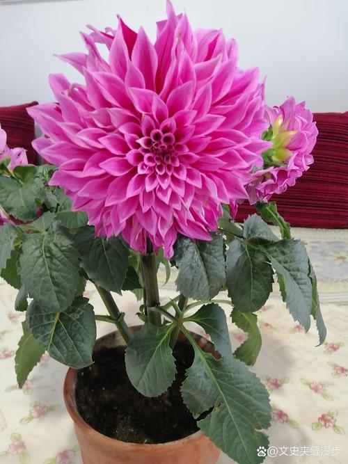 孝感适合养什么花，市花和市树是什么，湖北孝感适合种什么花-第4张图片-优品飞百科